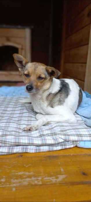 Spokojna Emilka do adopcji