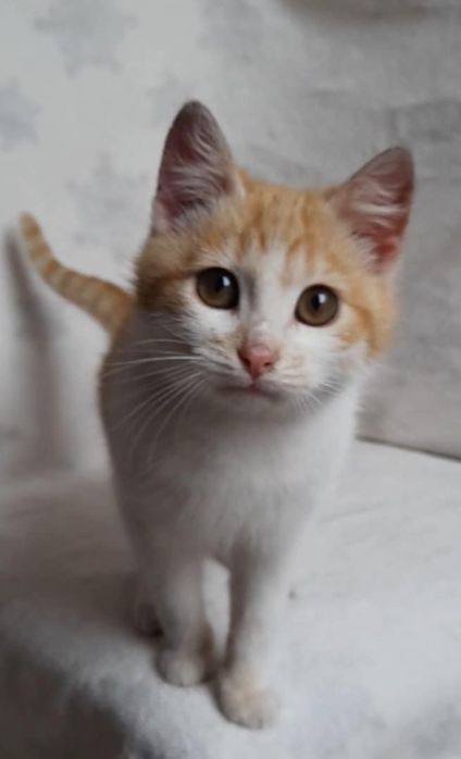 Do oddania mała kotka