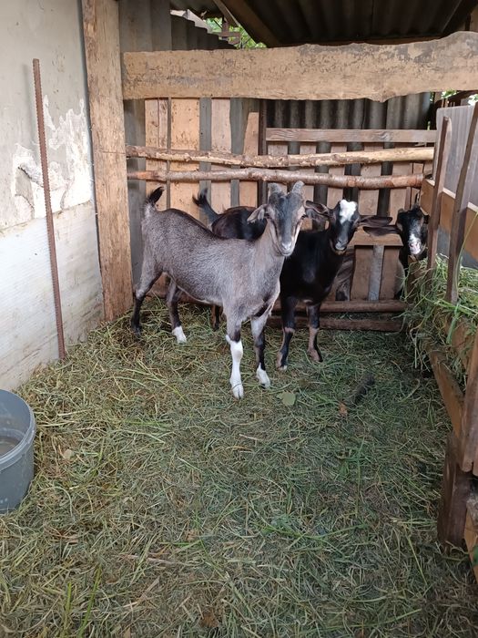Козенятка альпонубійці шукають нову домівку та люблячих господар коза