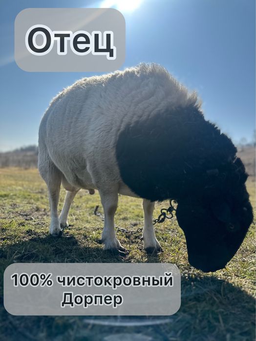 Баран на племя. Кросс дорпер, баран дорпер f1