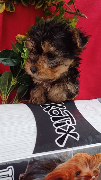 Класні,милі малята -йорчики.