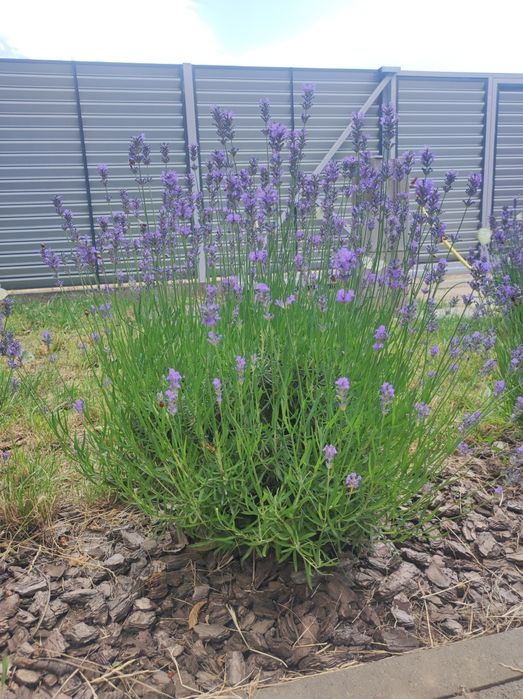 Здам будинок подобово, 5хв.  до моря.