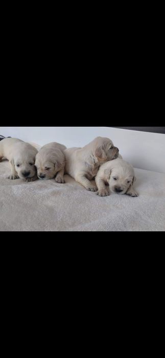 Golden Retriever FCI,  suczka zkwp