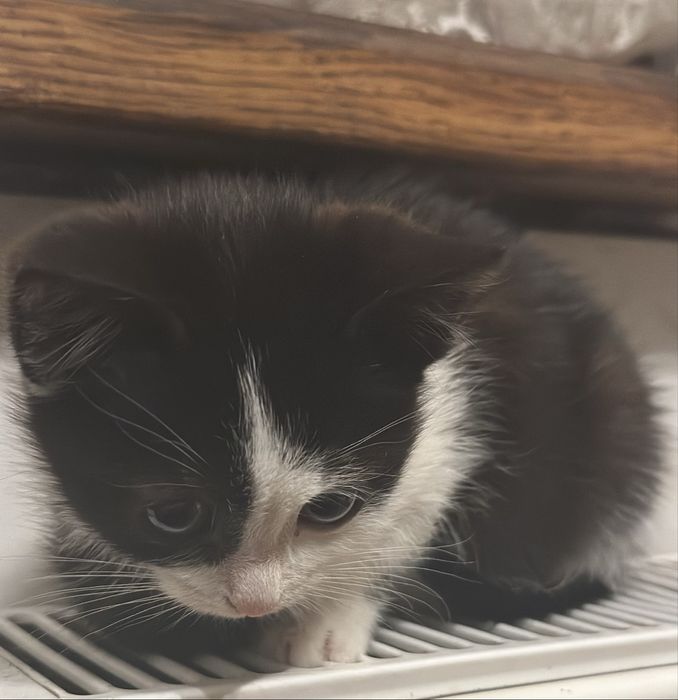 Кошенята в добрі руки