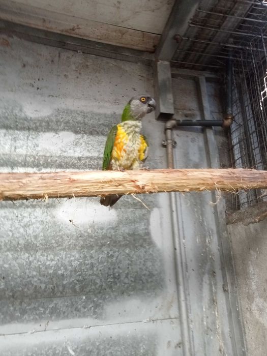 Vários Ring necks para cedencia