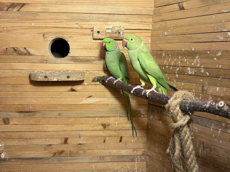 Aleksandretta obrożna