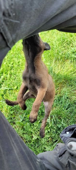 Алиментный щенок бельгийской овчарки малинуа! С доками! 2 месяца!