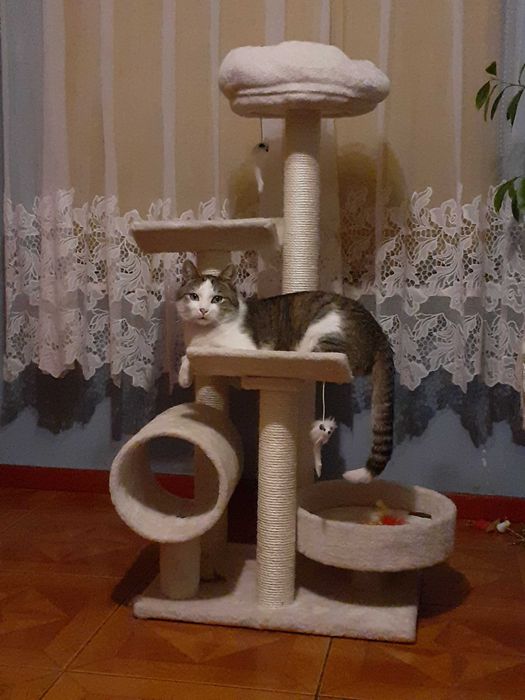 Zaginął kot Radom glinice