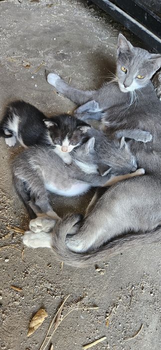 Gatinhos para dar