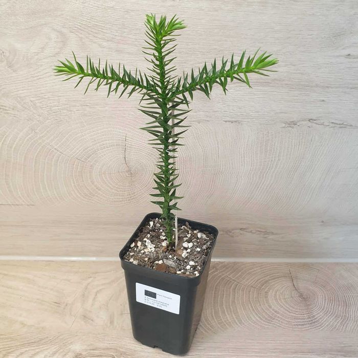 Araukaria Araucaria Araucana Chilijska Rozwidlona Gwarancja