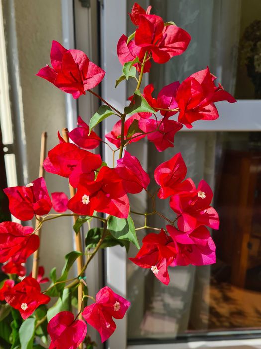 Bugenwilla bougainvillea bugenvilla roż fuksja