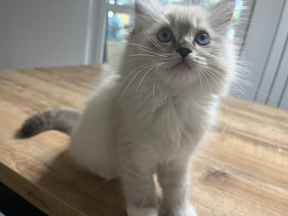 Kotka rasy Ragdoll seal miteed lynx