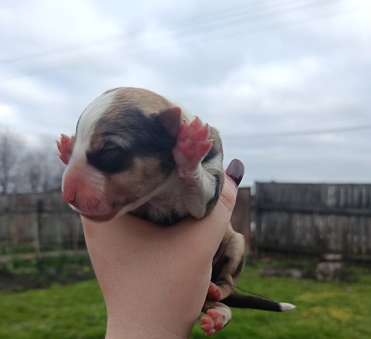 Щенки бесплатно в добрые руки