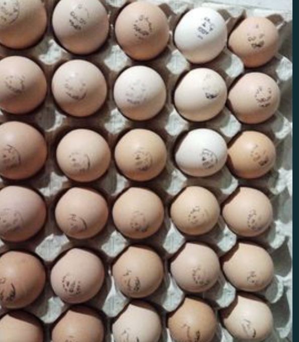Инкубационные яйца Бройллер