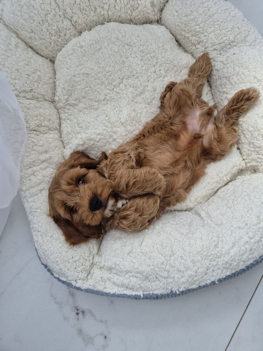 Cockapoo f1 Cockerspaniel & Pudel