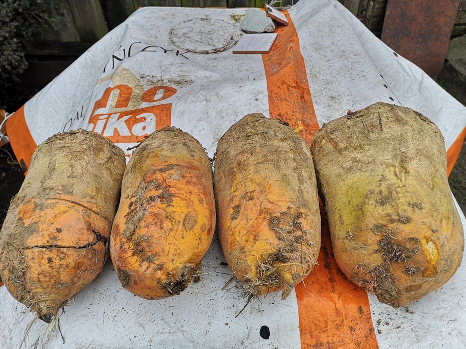 Buraki pastewne żółte