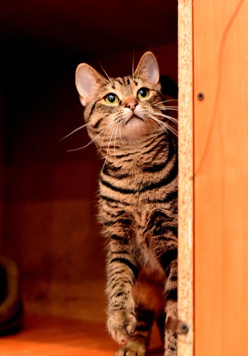 Нежная кошечка Масяня ждёт свою семью