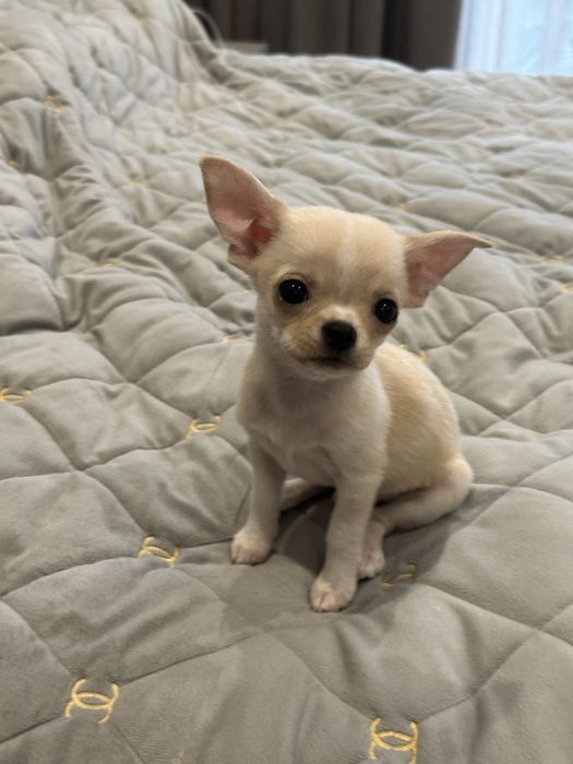 Цуценя хлопчик чихуахуа