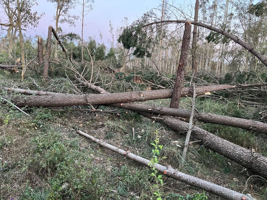 Troncos de pinho para venda – Leiria