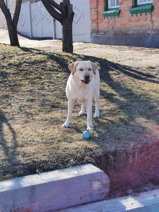 В'язка лабрадора