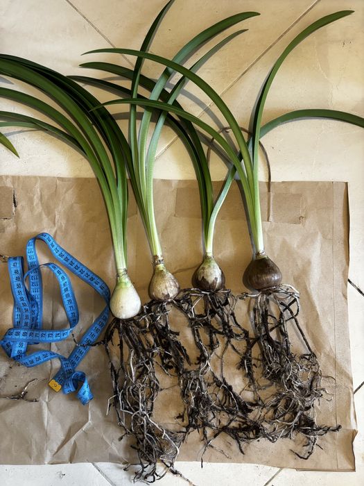 Гіпеаструм Aulikum (Аулікум)