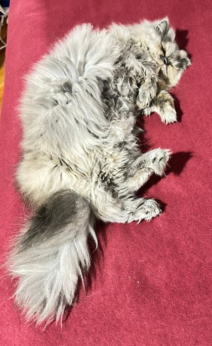 Linda Gata  Persa