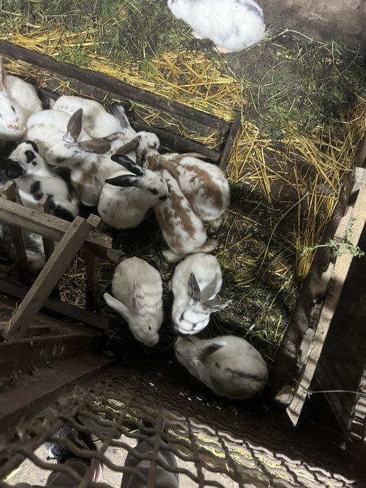 Кролики різних порід