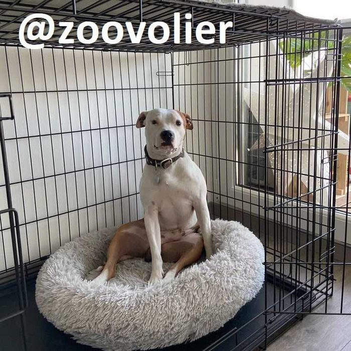 Клетка, клітка, переноска вольер будка, домик для собак или кошек