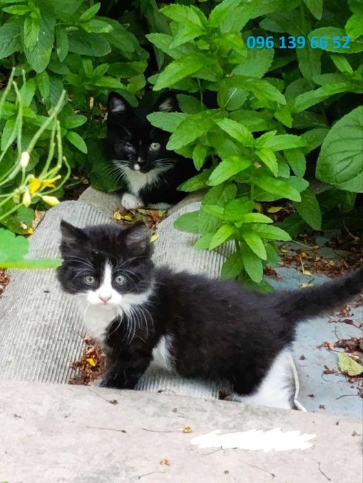 Котик котята красивый рыжий тигровый