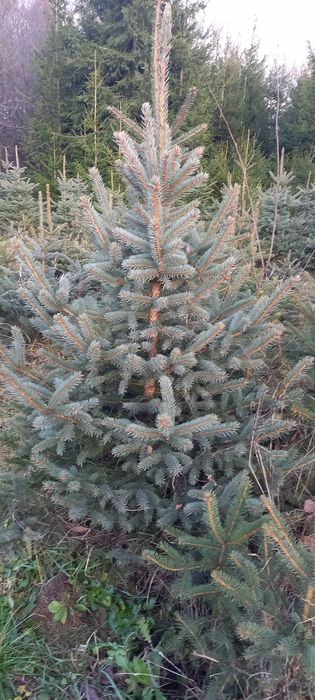 Choinka, świerk srebrny