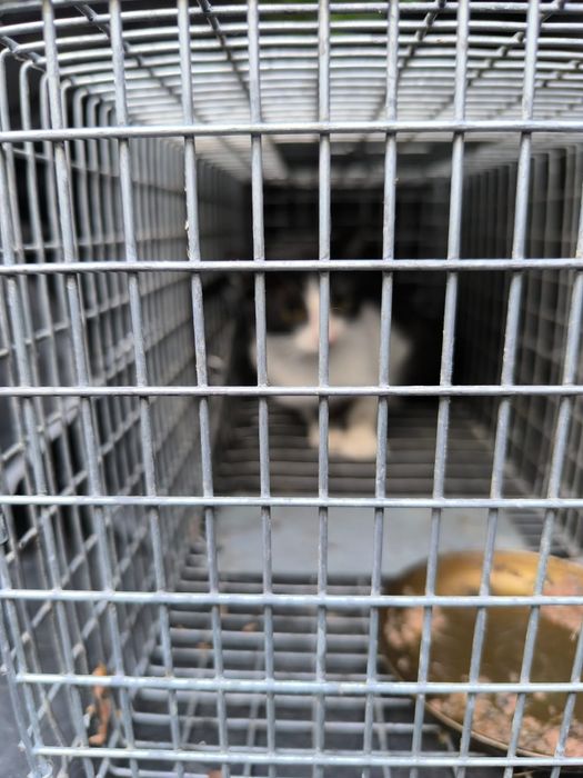 Czy wydarzy się cud i kotki ktoś pokocha?..