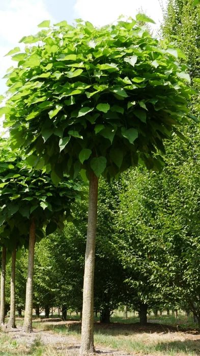 Catalpa / Katalpa