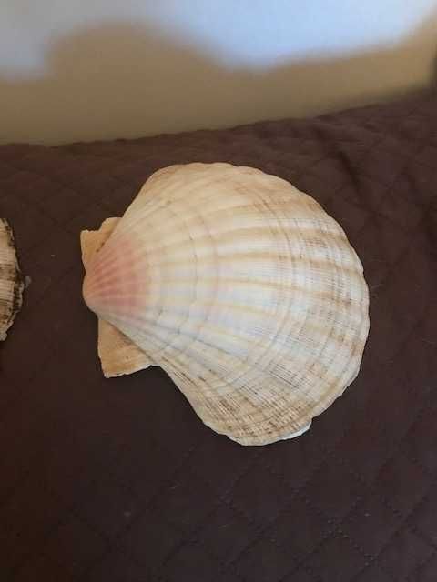 Shells - Scallops423492759323955202