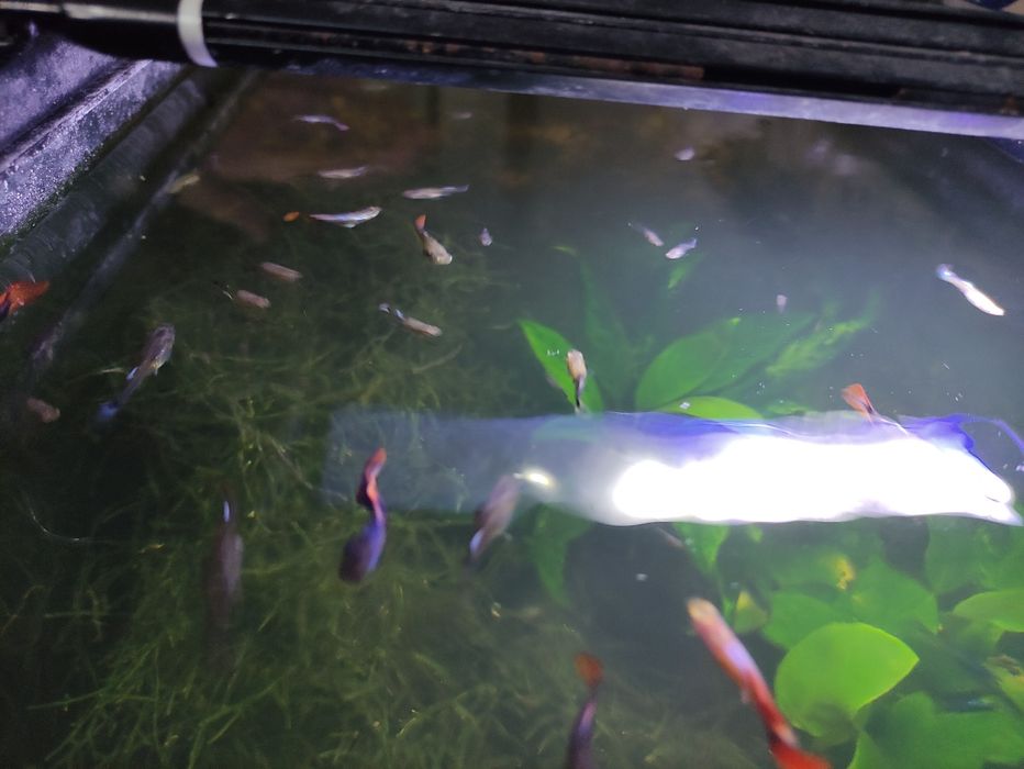 Guppys sortidos.