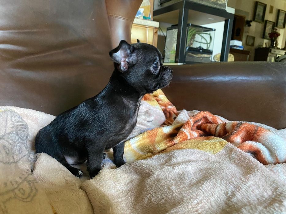 Mini piesek szczeniak , Chihuahua  ,Śląsk