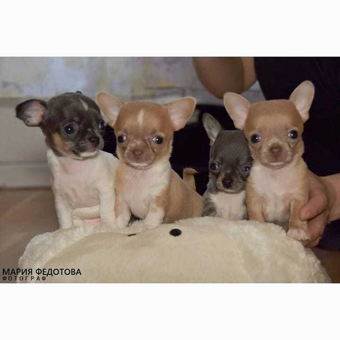 Вязка чихуахуа миник