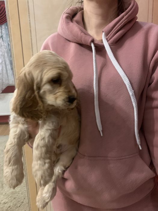 Продам цуценят Спаніельчиків