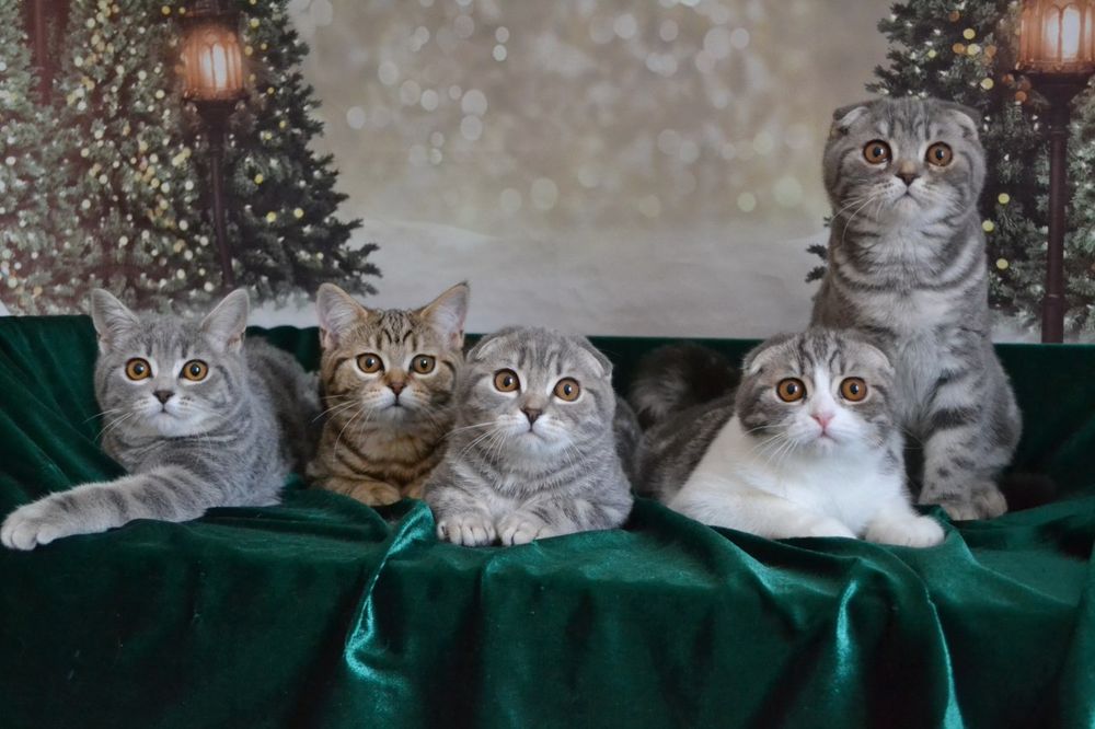 Шотландські подаруночки