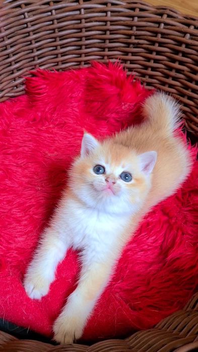 Плюшевые огоньки золотая шиншилла