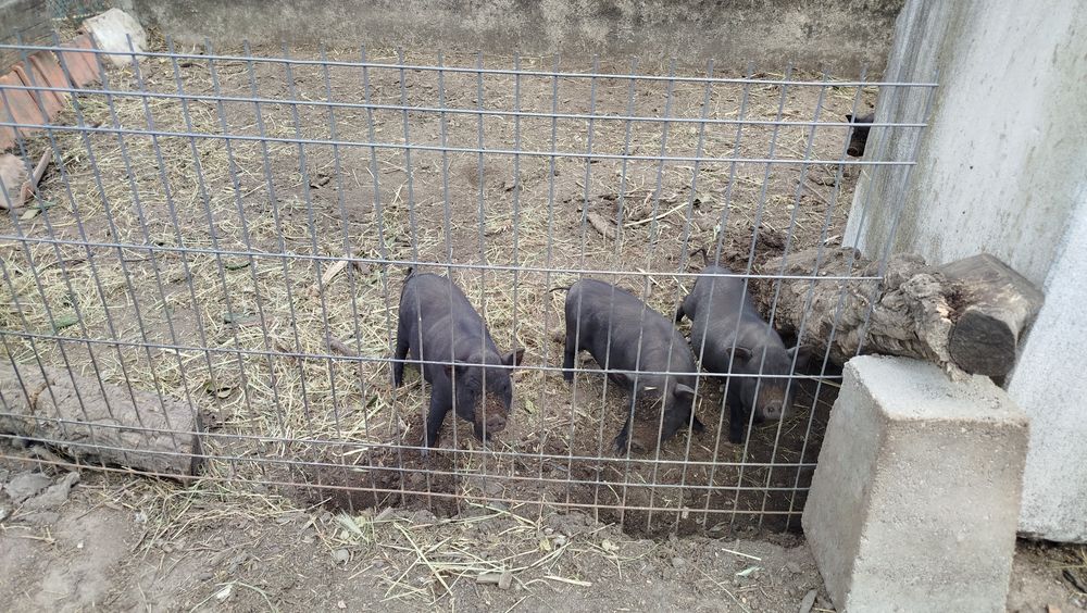 Porcas vietnamitas bem gordinhas