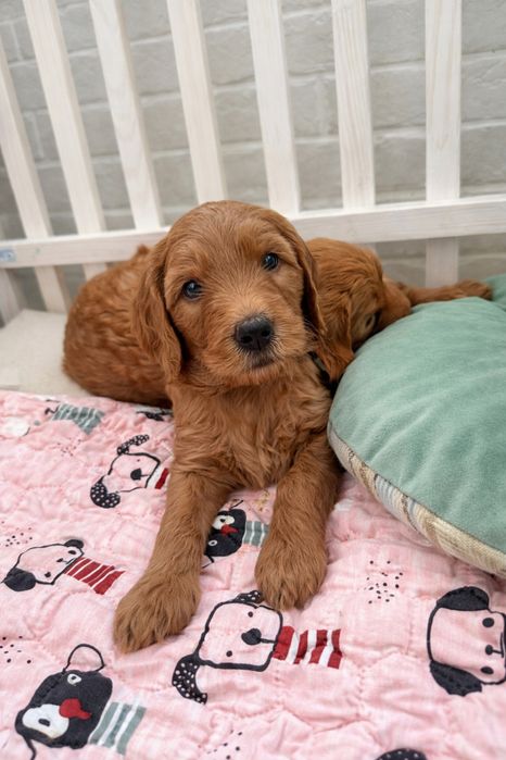 Голдендудль ( лабрадудль)