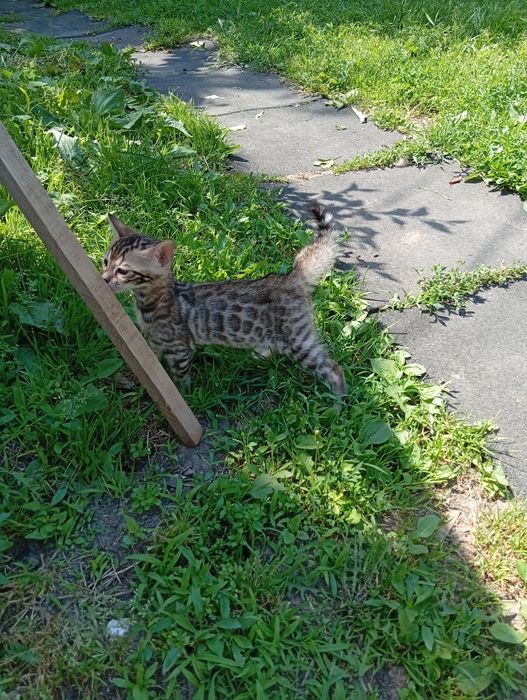 Бенгальская девочка в золотой шубке