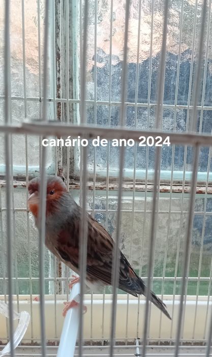 Canarios 2024 alecrins
