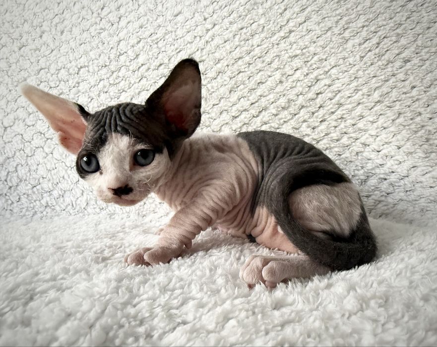 BARON - dostojny, uroczy kocurek  DevonRex