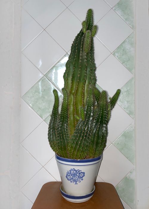 Кактус большой с множеством отростков, комнатные растения
