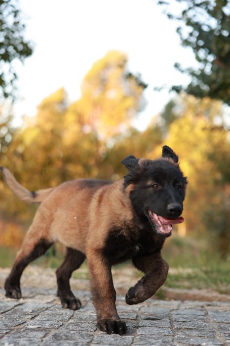 Cadela Serra da Estrela - 2,5 meses