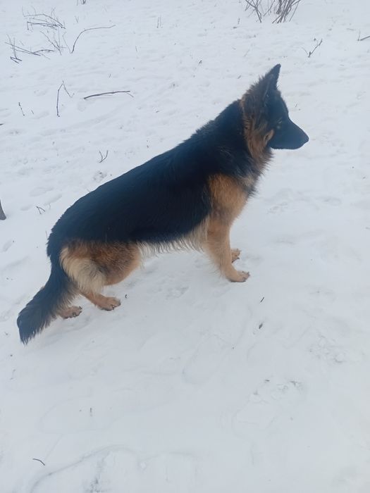 Німецька вівчарка