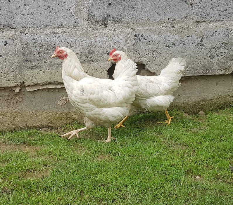 Leghorn pisklęta kurczęta kurczaki kury