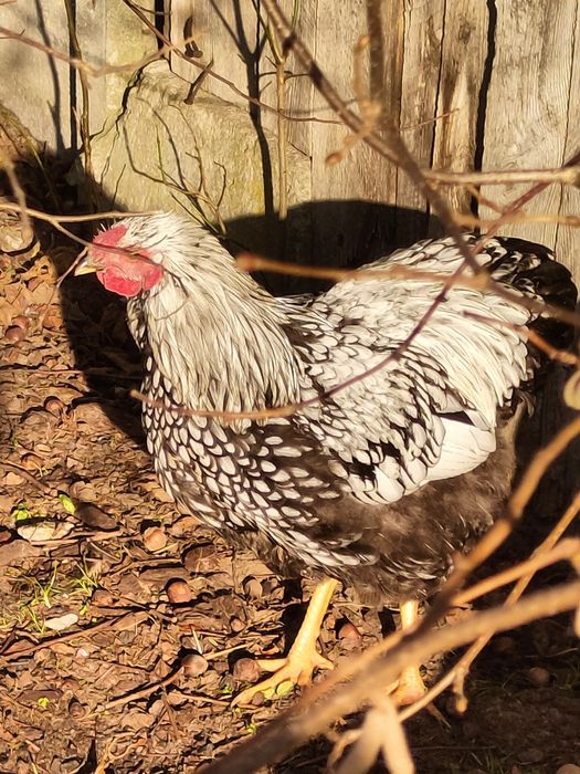 Sprzedam nadwyżkowe koguty