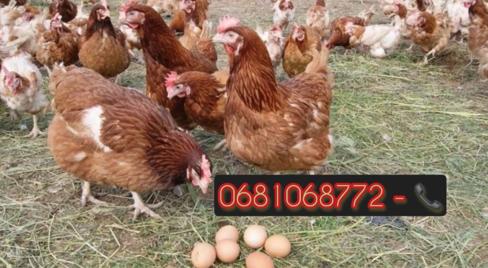 ПРОДАМ КУРЕЙ НЕСУЧОК !